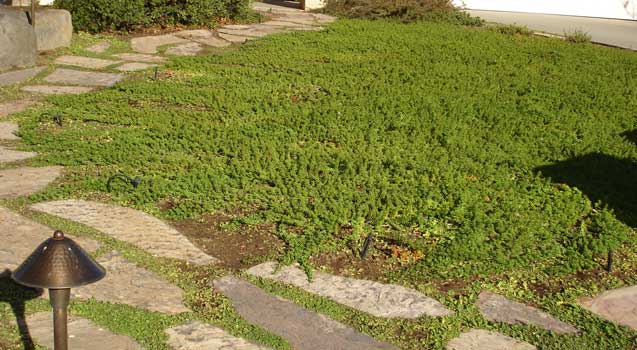 Lawn Alternatives, Ground Covers