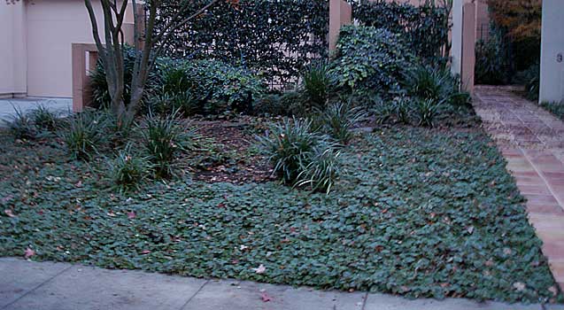 Lawn Alternatives, Ground Covers